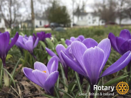 Rotary Crocus Campaign Rotary Crocus Campaign
