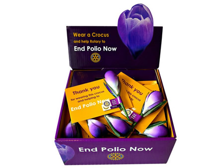 Wear a Crocus & help End Polio Now