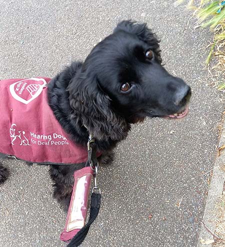 Hearing Dog George Hearing Dog George